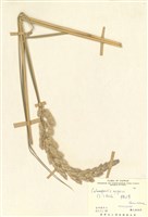 藏品(拂子茅)的圖片